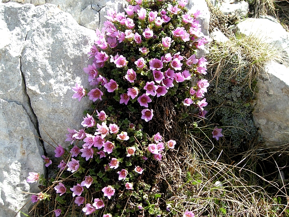 Saxifraga oppositifolia subsp. oppositifolia/ Sassifraga a foglie opposte